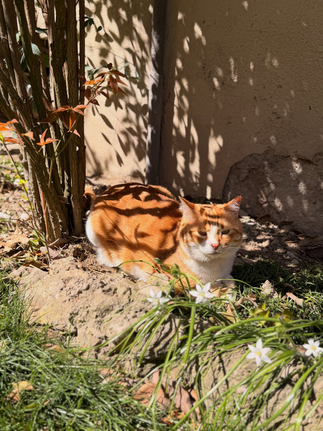 Gatto Indoor o Outdoor? Tutto Quello che Devi Sapere Prima di Decidere