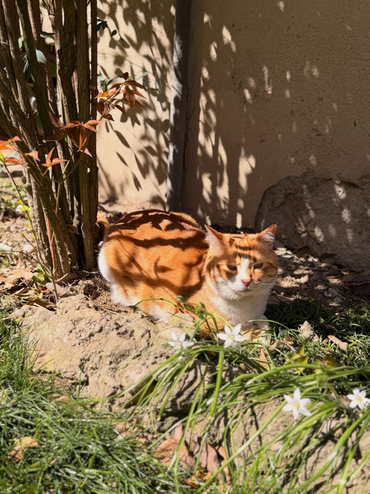 Gatto Indoor o Outdoor? Tutto Quello che Devi Sapere Prima di Decidere