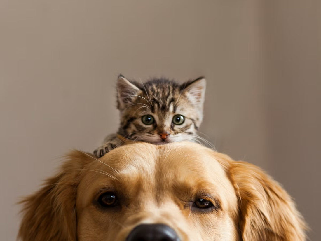 Gatto e Cane Insieme: Come Farli Convivere in Armonia