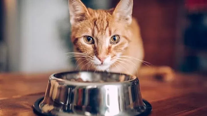 Alimentazione del Gatto: Cosa Può e Non Può Mangiare