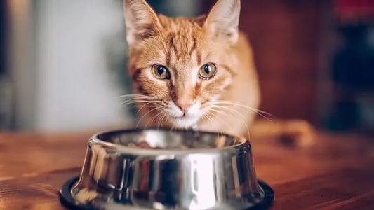 Alimentazione del Gatto: Cosa Può e Non Può Mangiare
